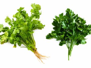 Cilantro y perejil pueden confundirse a simple vista, pero hay señales rápidas para diferenciarlos.