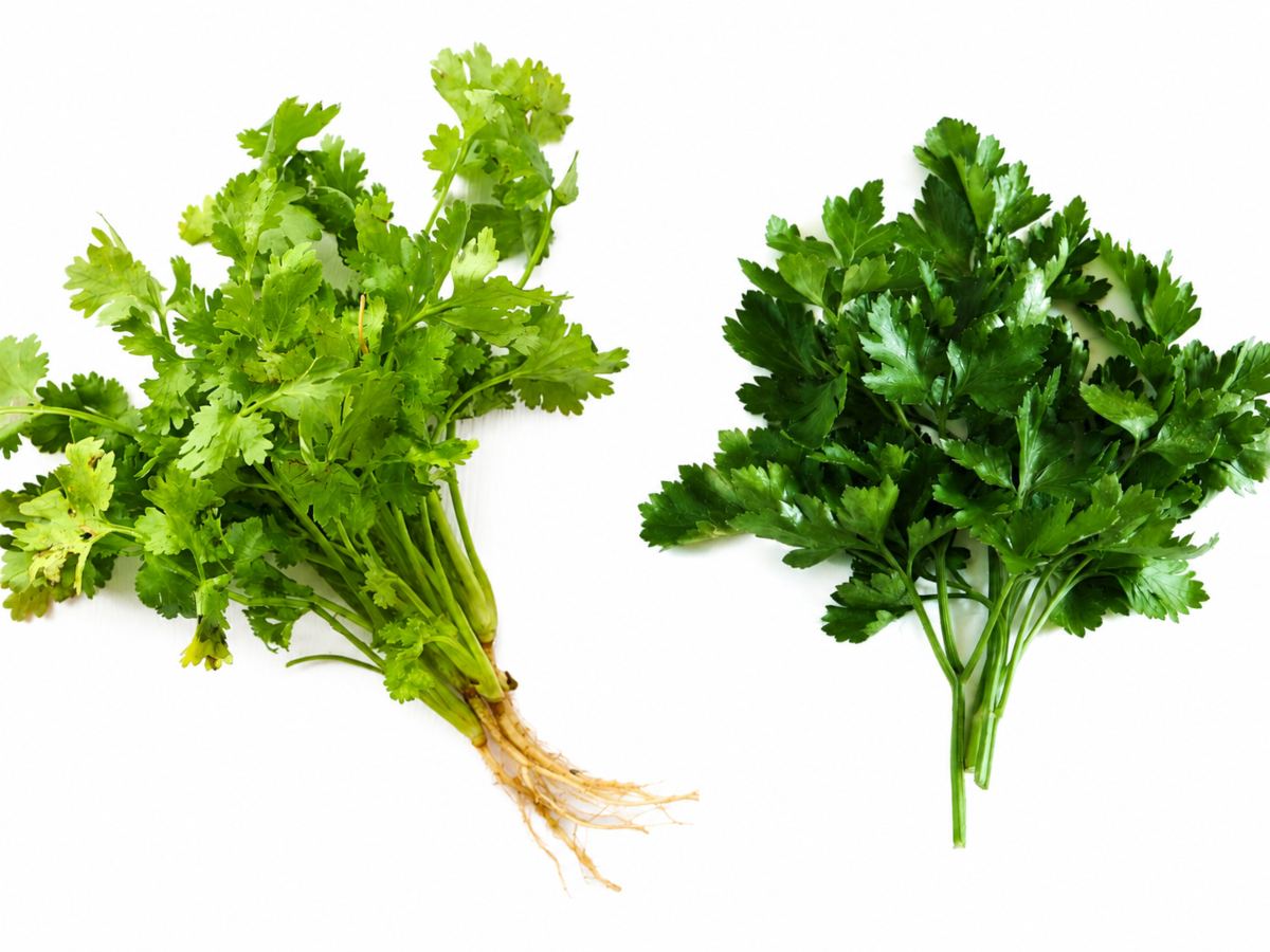 Cilantro y perejil pueden confundirse a simple vista, pero hay señales rápidas para diferenciarlos.