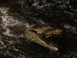 cocodrilos-el-salvador (1)