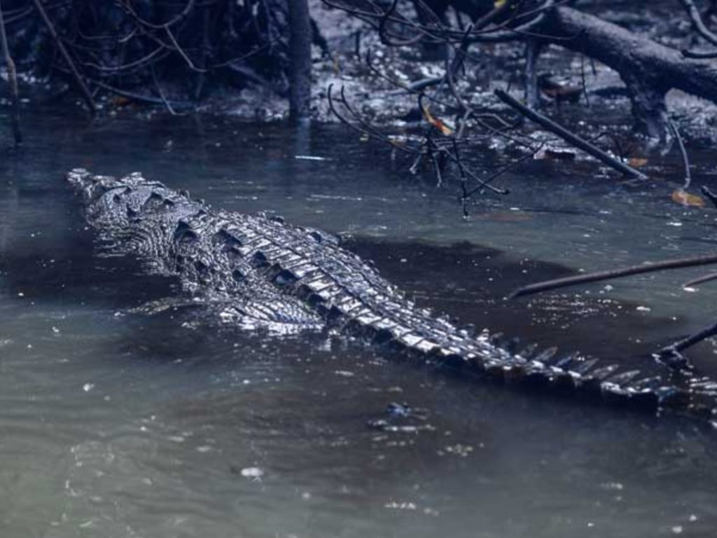 El cocodrilo americano tiene presencia registrada en 41 sitios de El Salvador, principalmente en ecosistemas acuáticos. Fotografía/ Jessica Orellana