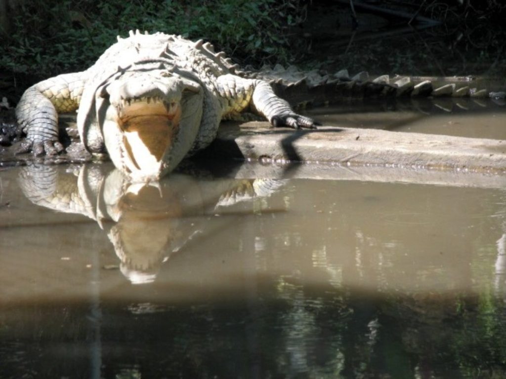 Ríos, lagunas, esteros, manglares y embalses forman parte de los hábitats donde pueden encontrarse cocodrilos en el país. Fotografía/ Archivo elsalvador.com