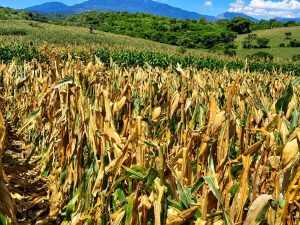 cultivo-maiz-mag-el-niño