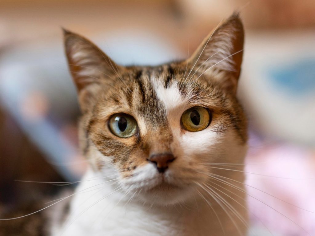 Celebrar a tu michi también significa cuidar su salud: vacunas, esterilización, alimentación adecuada, juegos y visitas al veterinario son fundamentales.