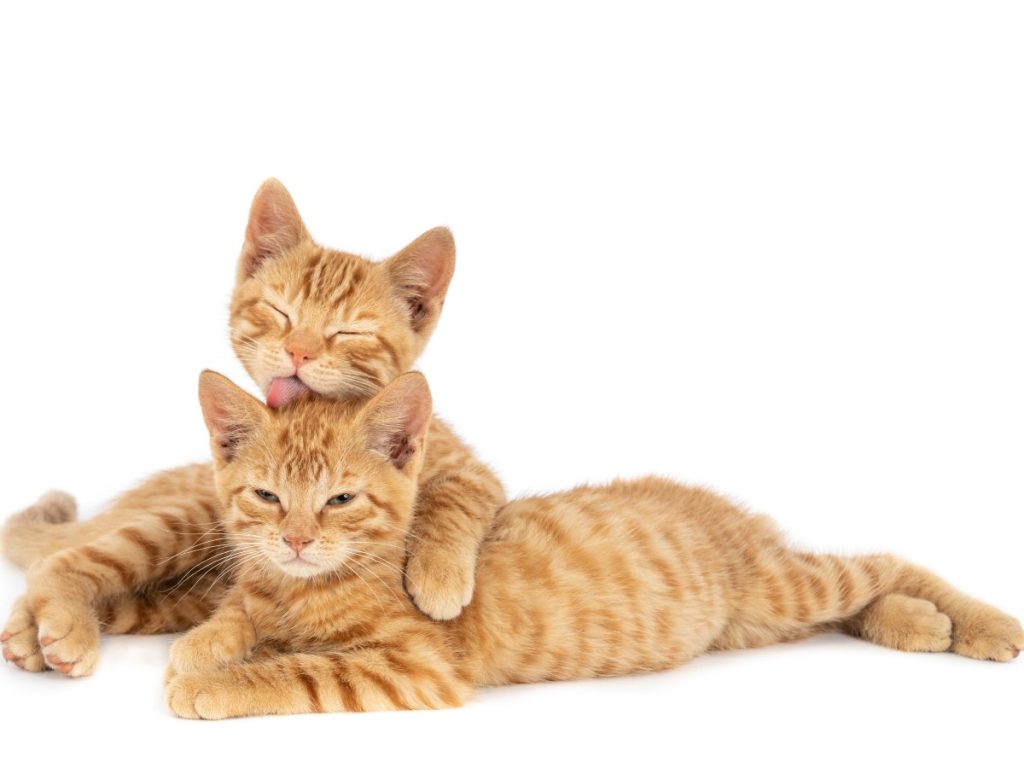 El 20 de febrero, 8 de agosto y 29 de octubre son fechas dedicadas a los gatos y a crear conciencia sobre su bienestar y protección.