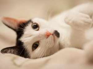 Los gatos tienen tres fechas especiales durante el año para celebrar su compañía y recordar la importancia de brindarles cuidados responsables.