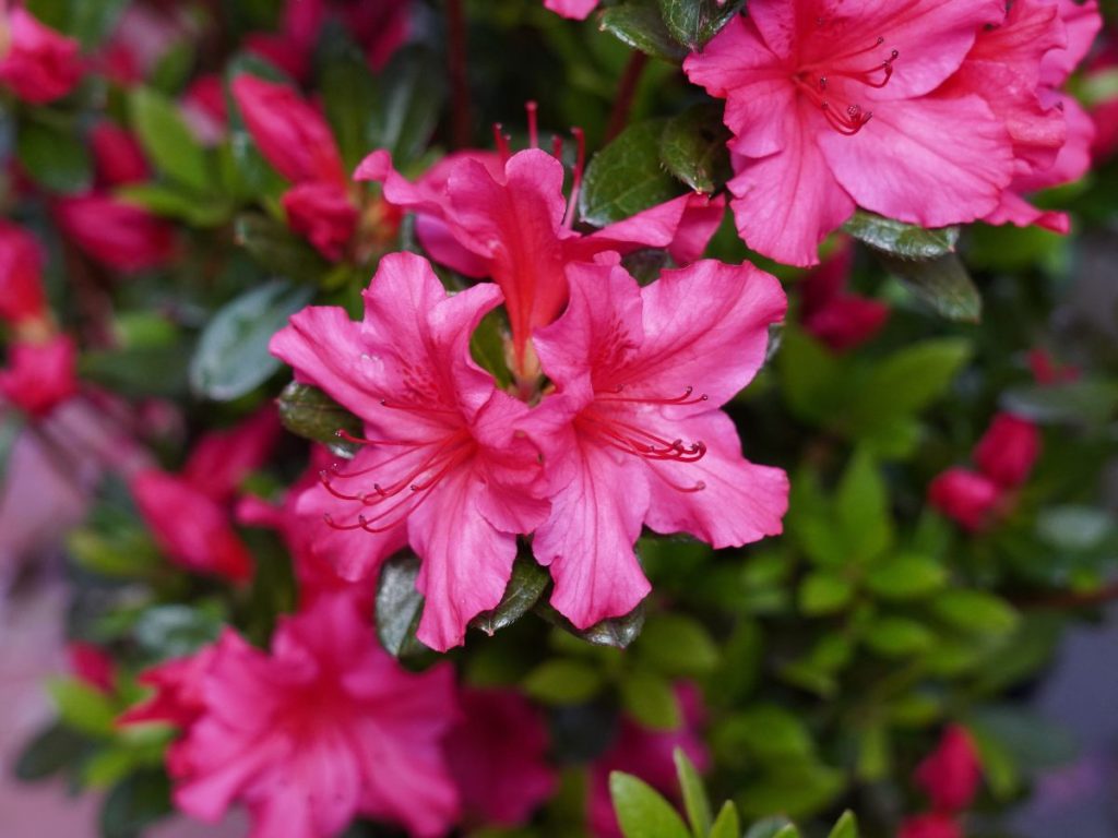 Azalea: Las azaleas pueden causar vómitos, debilidad y alteraciones cardíacas o neurológicas si una mascota las ingiere.
