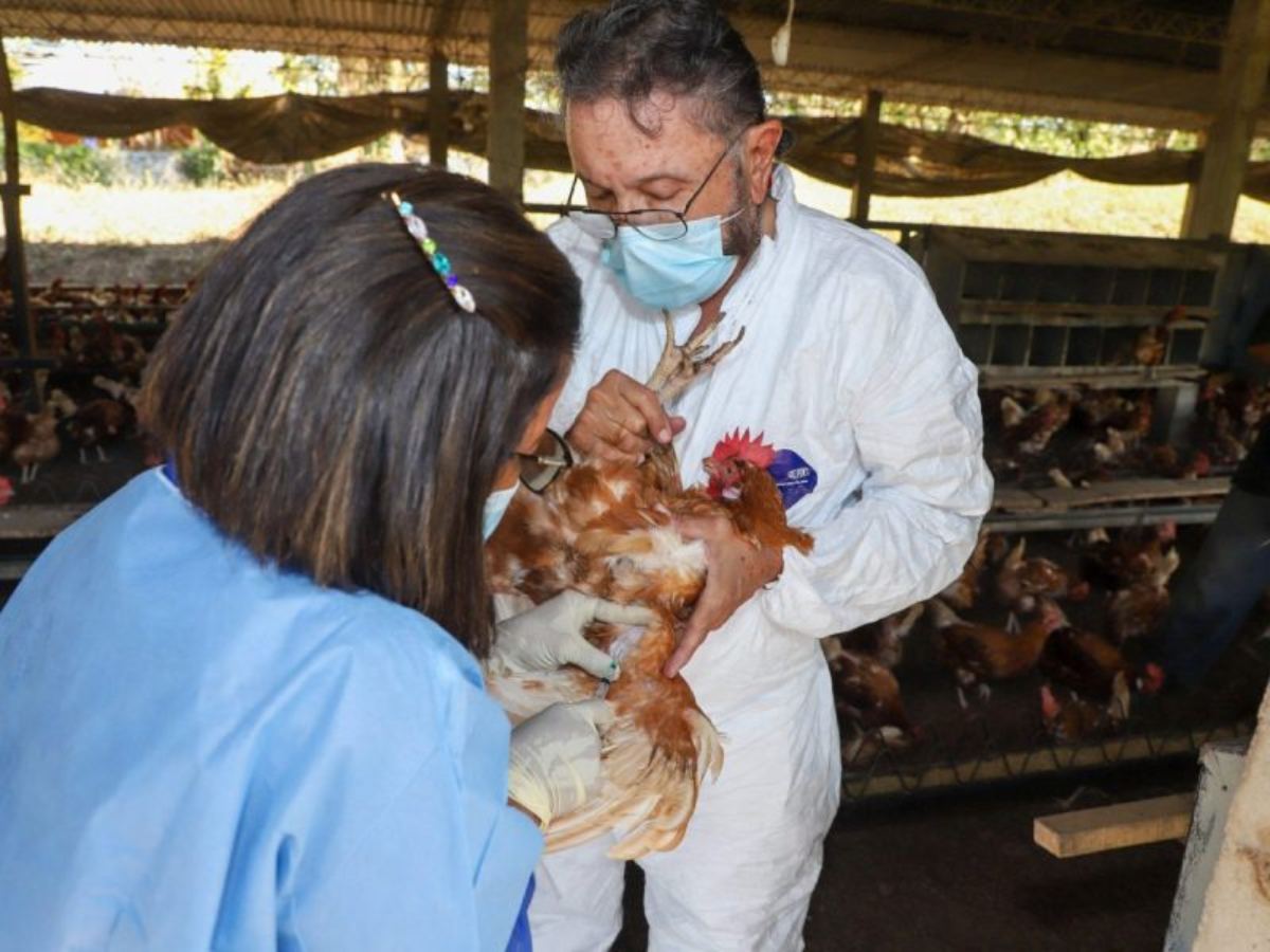 El Ministerio de Agricultura y Ganadería declaró una alerta sanitaria por influenza aviar de alta patogenicidad durante seis meses en todo El Salvador.