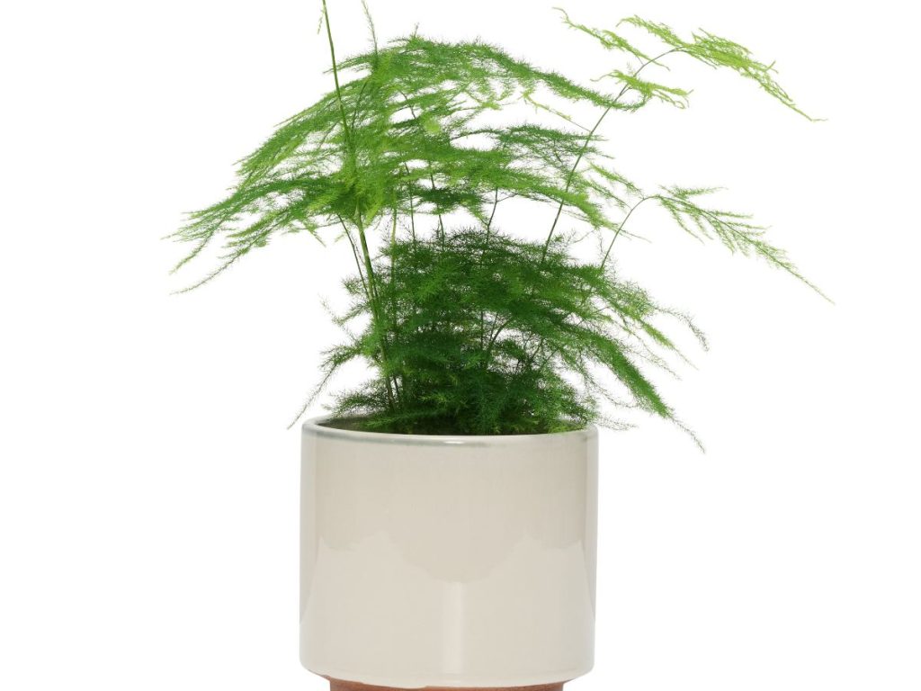 Asparagus setaceus: Esta planta ornamental puede causar molestias digestivas en perros y gatos si llegan a ingerirla.