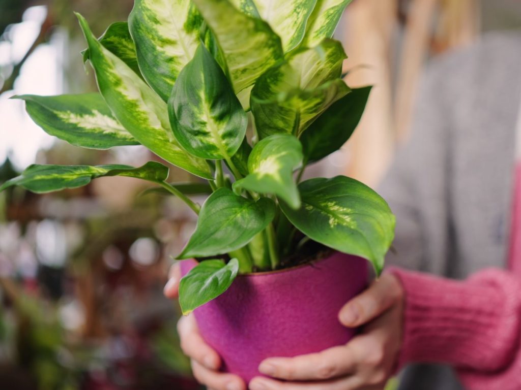 Dieffenbachia conocida como hoja de la suerte: Puede irritar la boca y provocar babeo, vómitos o dificultad para tragar si una mascota la mastica.
