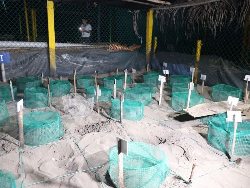 Los huevos de tortuga son trasladados a un corral de incubación para evitar su comercialización y consumo.