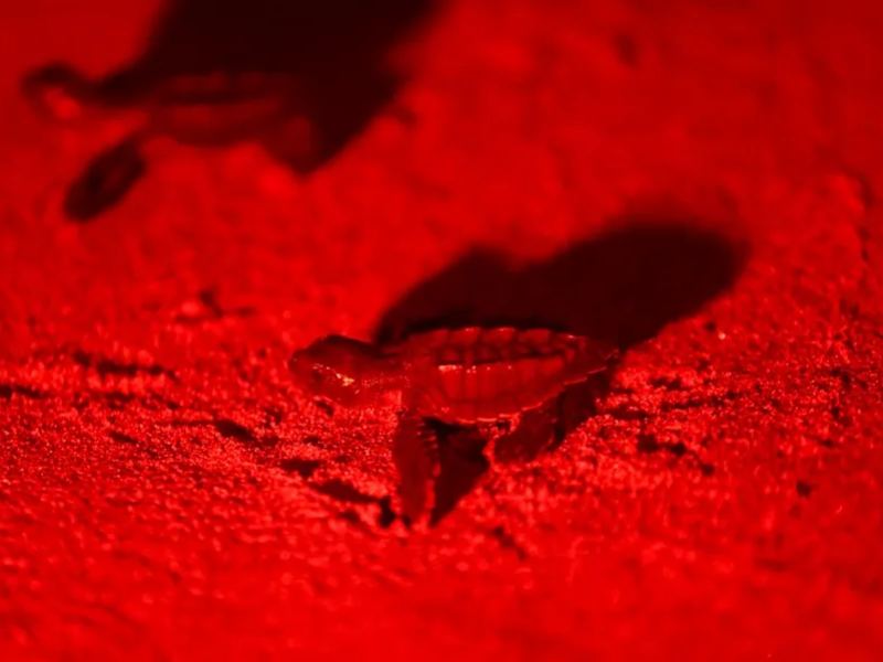 La comunidad de Barra de Santiago ha pasado de comercializar huevos de tortuga a participar en acciones de conservación.
