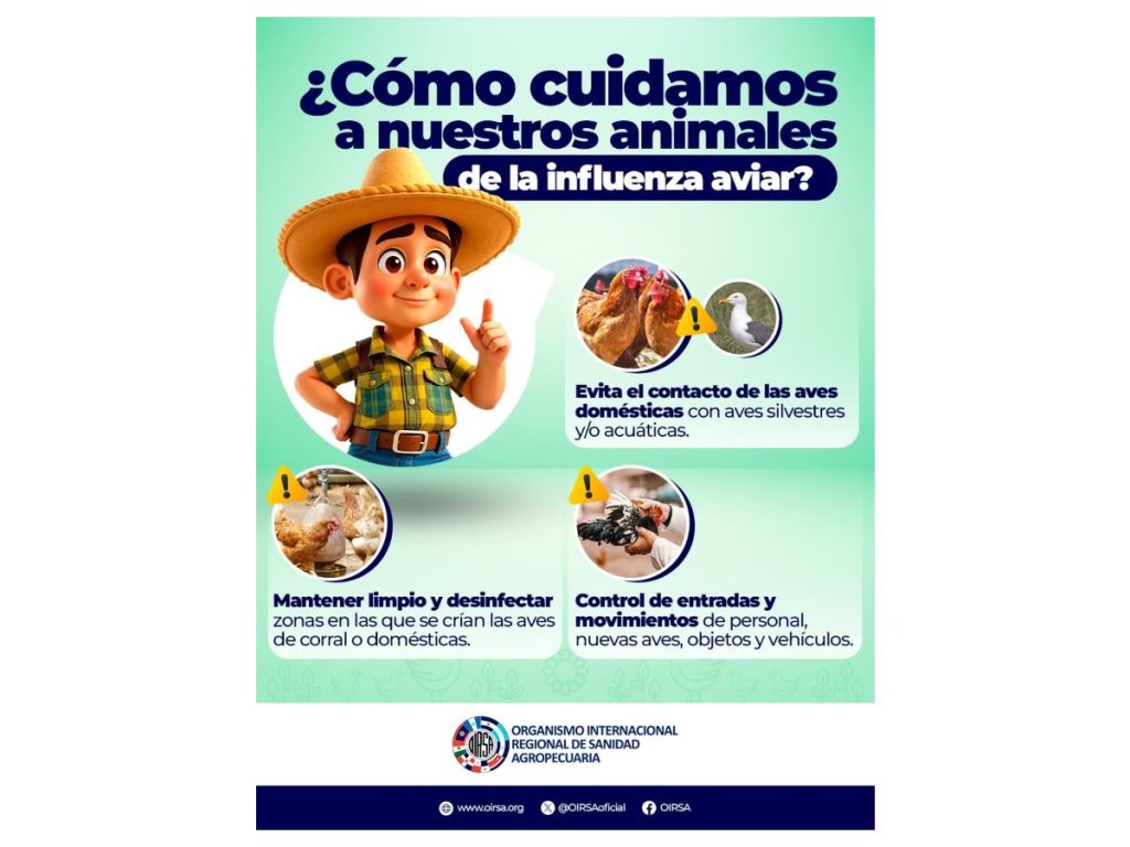 El OIRSA recomienda mantener a las aves con agua limpia, corrales adecuados, desparasitación y vacunación como medidas de prevención ante la influenza aviar.