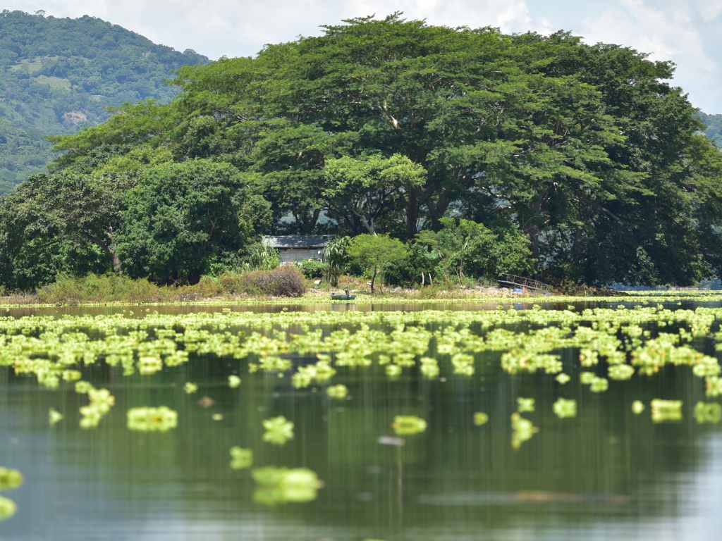 Un árbol majestuoso y solitario se alza sobre un tapete de vegetación flotante en el lago Suchitlán.