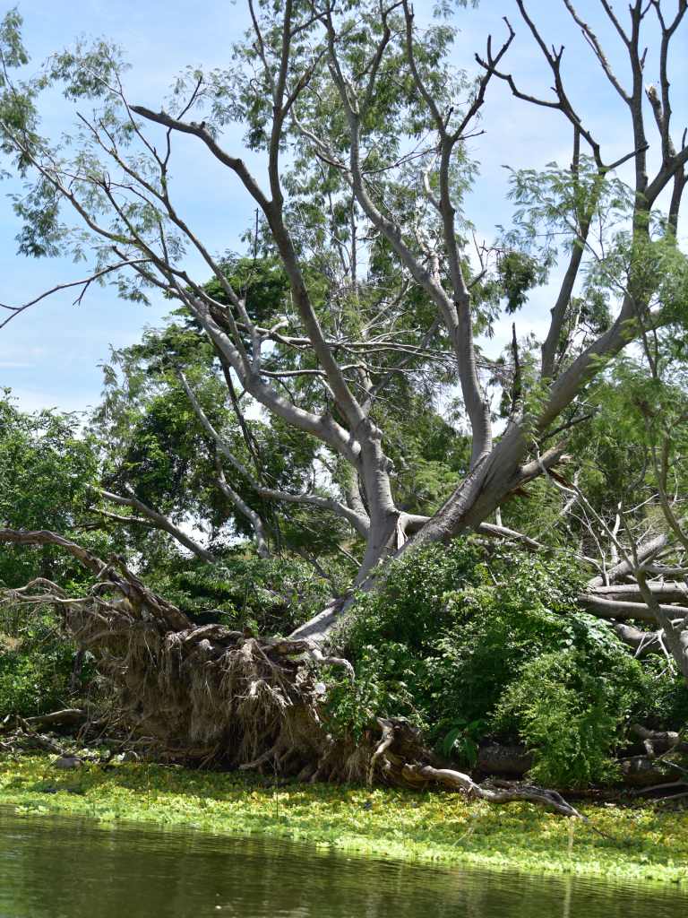 Un árbol caído con raíces intrincadas yace en la orilla del lago, rodeado de vegetación acuática.
