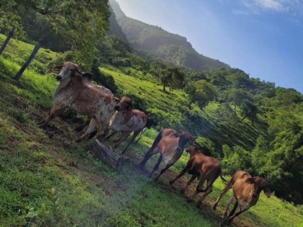 Los visitantes también pueden combinar su estadía con senderismo, canopy, cabalgatas y recorridos hacia las cascadas de Tamanique.