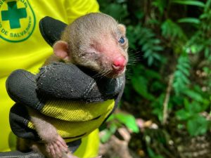 mico león-kinkajús-fauna silvestre