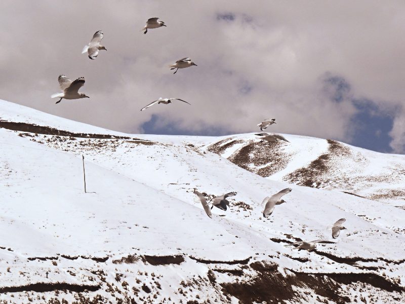 Potosí concentra la mayor afectación por las nevadas registradas en Bolivia.