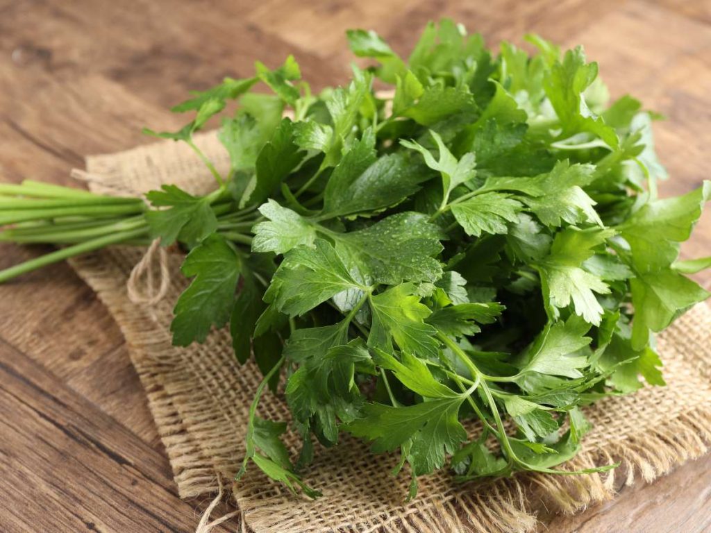 El perejil se distingue por sus hojas de verde brillante, más gruesas y de aroma suave, ideales para darle frescura a pastas, carnes y pescados.