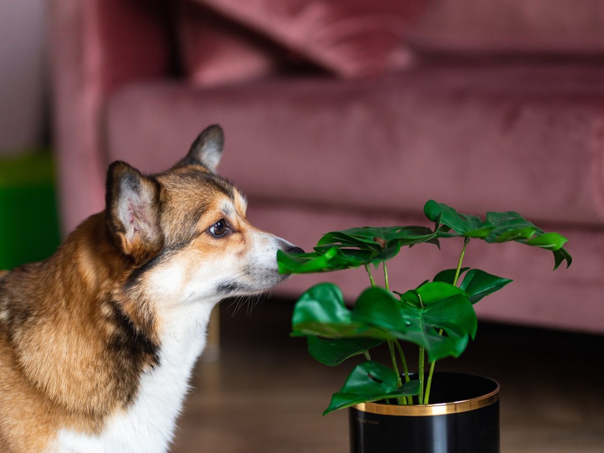 Identificar las plantas tóxicas y mantenerlas fuera del alcance ayuda a prevenir intoxicaciones en perros y gatos dentro del hogar.