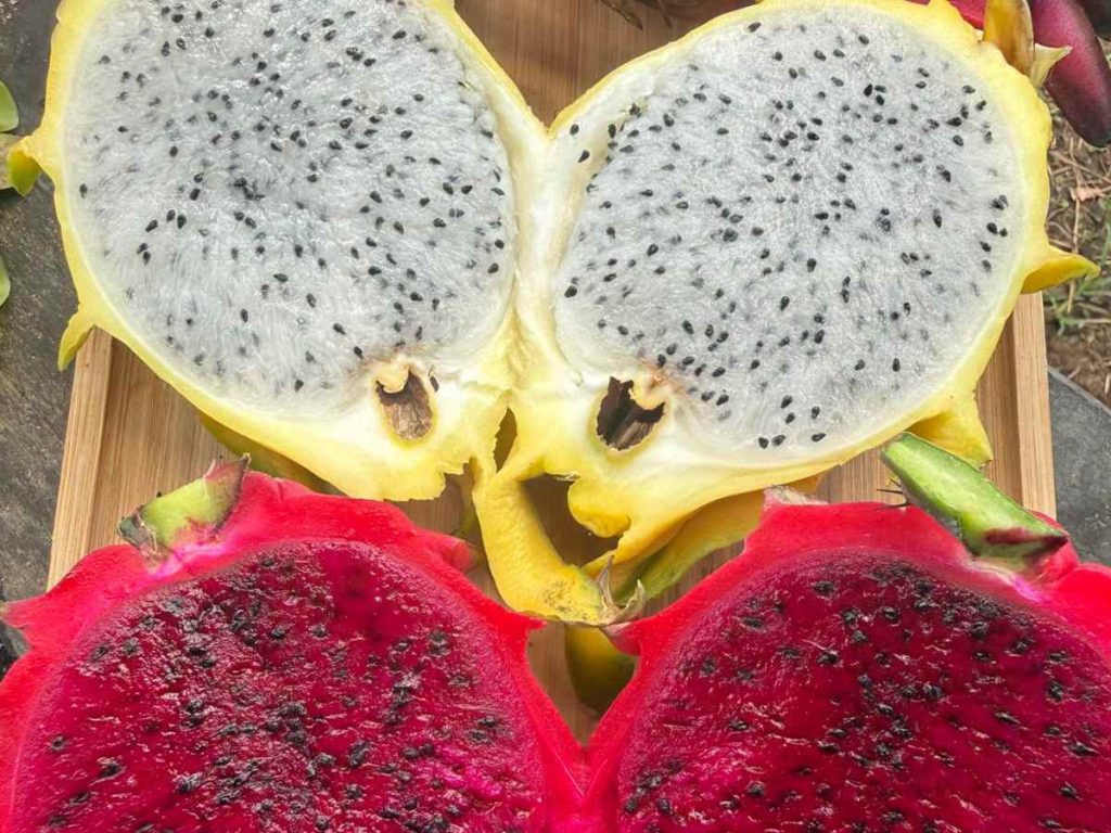 pitajaya-fiunca-fruta-del-dragon-Cristóbal Cruz