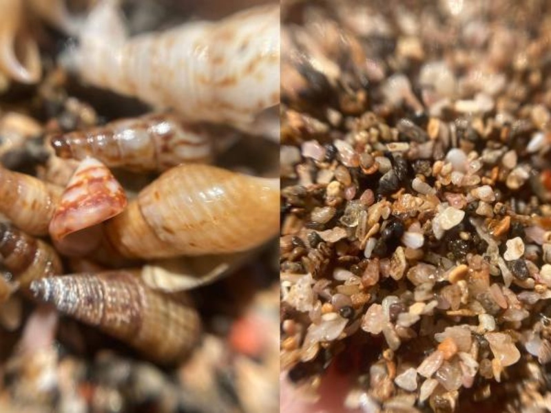 La composición de la arena de playa El Flor combina restos de organismos marinos con fragmentos de origen volcánico.