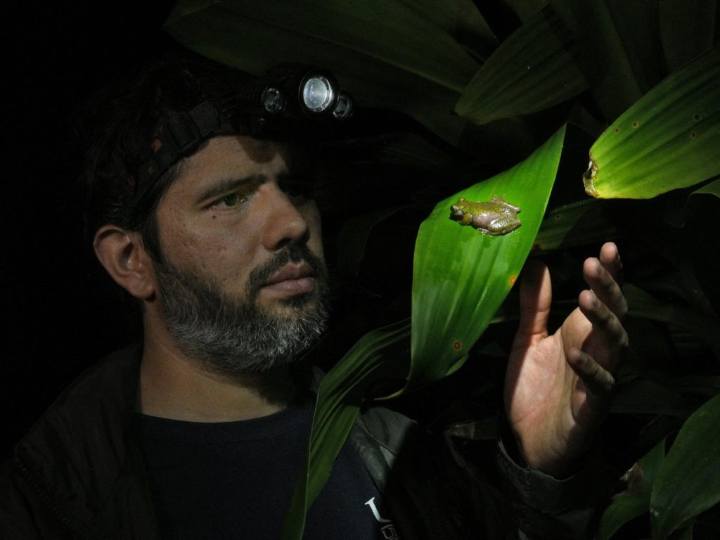 El científico costarricense Jonathan Navarro Picado, del Instituto Internacional para la Conservación y el Manejo de la Vida Silvestre (ICOMVIS) de la Universidad Nacional de Costa Rica (UNA), observa una "Rana de las nacientes" (Isthmohyla nacientes), una especie de rana descubierta recientemente, en San José, Costa Rica, el 6 de agosto de 2026.