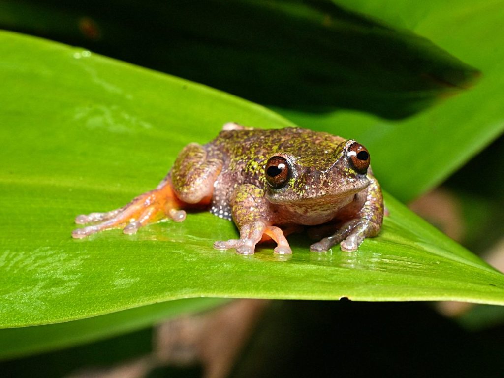 Vista de una "Rana de las nacientes" (Isthmohyla nacientes), una especie de rana recientemente descubierta, en San José, Costa Rica, el 6 de agosto de 2026.