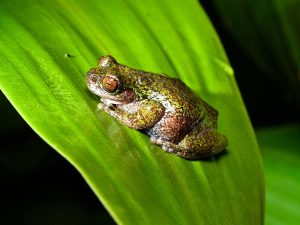 rana-cafetalera-costa-rica