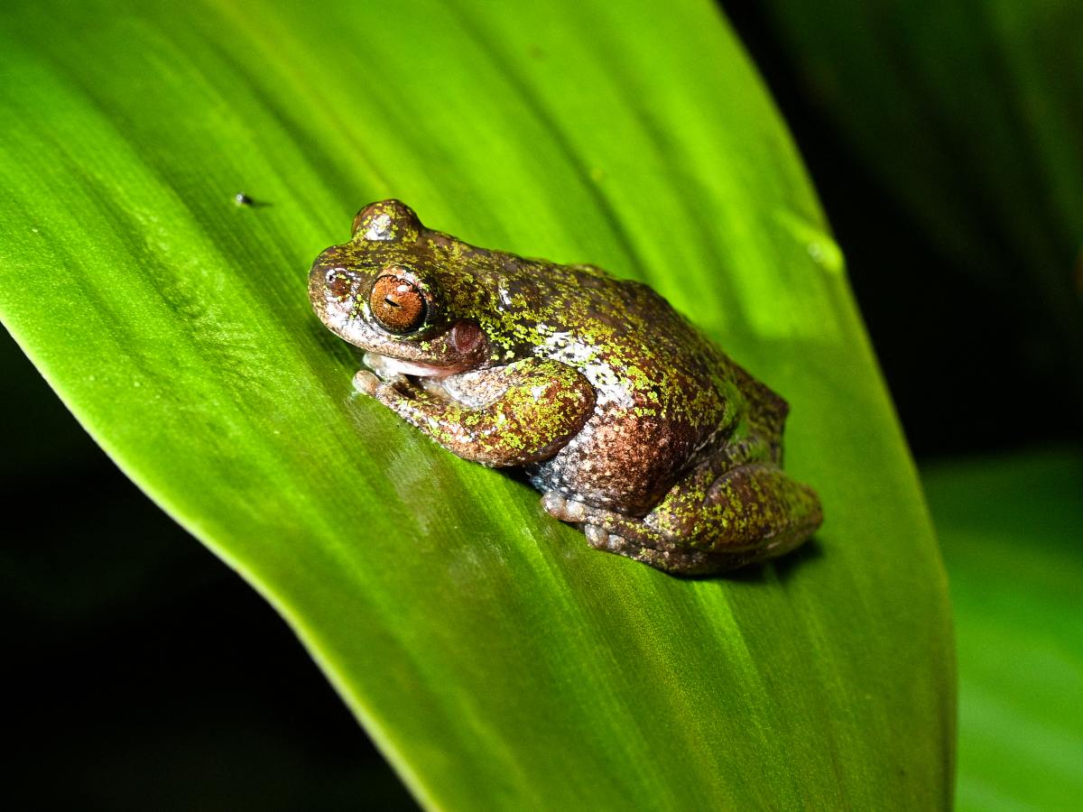 Descubren nueva especie de rana que habita entre cafetales de Costa Rica