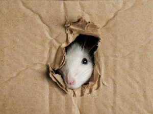 Las ratas pueden roer cartón, madera, plástico y cables, por lo que almacenar comida en recipientes resistentes ayuda a reducir el riesgo.
