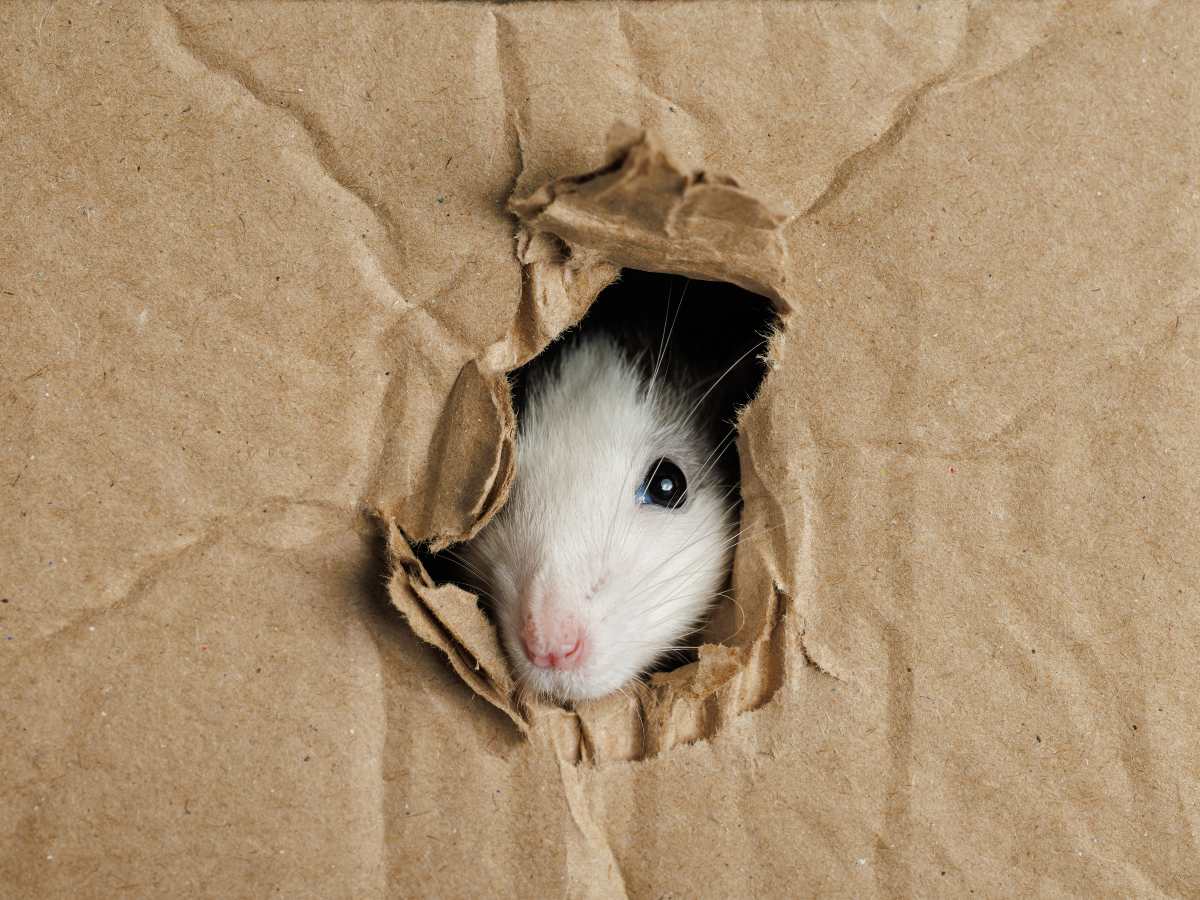 Las ratas pueden roer cartón, madera, plástico y cables, por lo que almacenar comida en recipientes resistentes ayuda a reducir el riesgo.