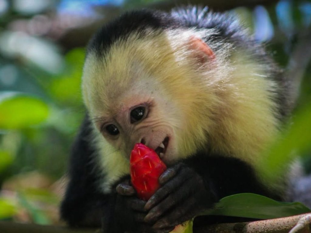 Los salvadoreños pueden viajar a Costa Rica por aire o tierra.