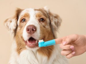 Una rutina de higiene bucal ayuda a que tu perro coma mejor, esté más cómodo y mantenga una boca saludable.
