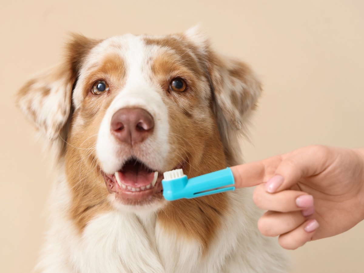 Una rutina de higiene bucal ayuda a que tu perro coma mejor, esté más cómodo y mantenga una boca saludable.