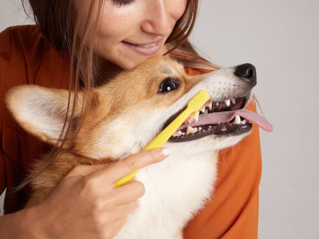 Revisar el aliento de tu perro también es una forma sencilla de cuidar su bienestar y detectar cambios a tiempo.