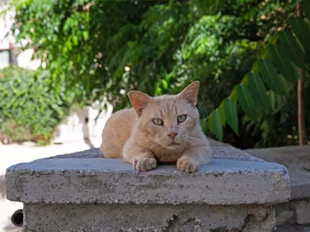Los participantes ayudan a socializar a los gatitos que posteriormente pueden ser entregados en adopción