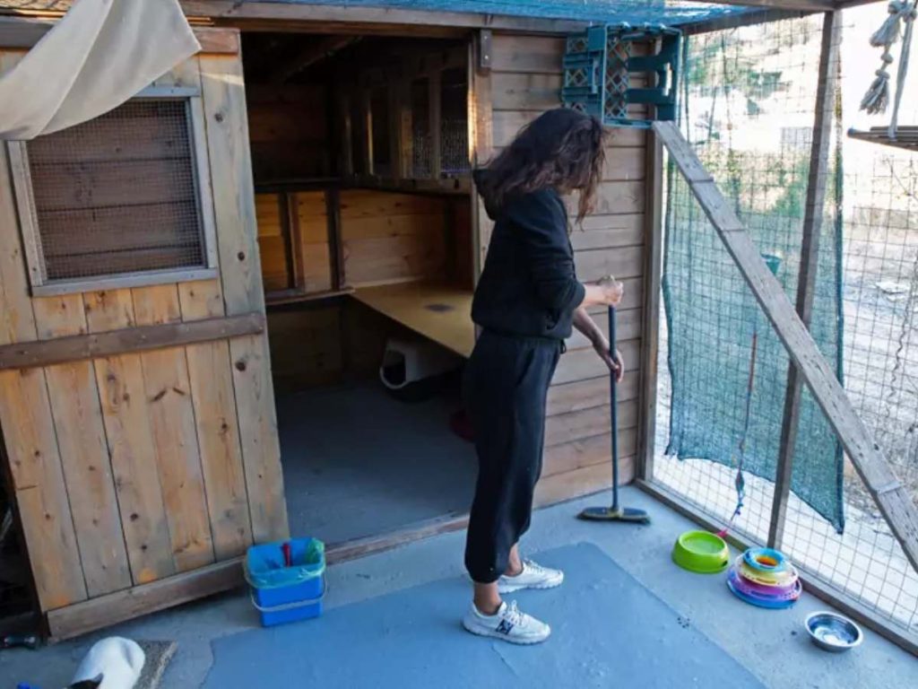 La limpieza de los espacios donde permanecen gatos enfermos y gatitos forma parte de las tareas diarias del voluntariado.