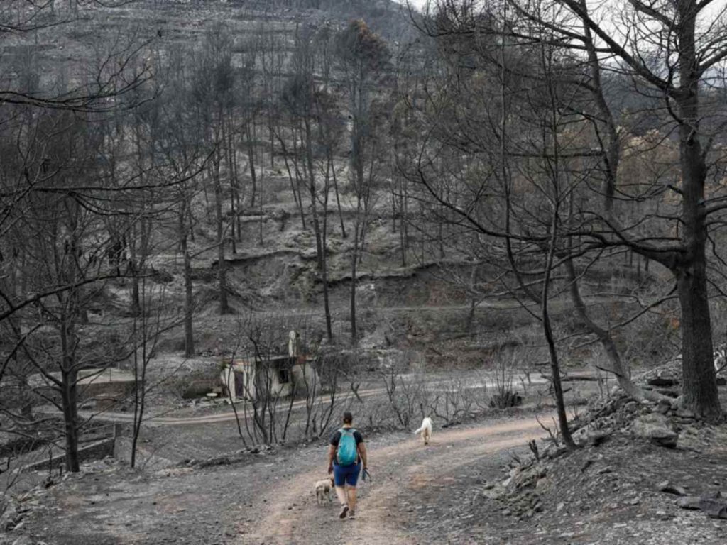 Una mujer pasea con sus perros en el término de La Vilavella en la zona mas afectada por el incendio de la Vall d’Uixó.