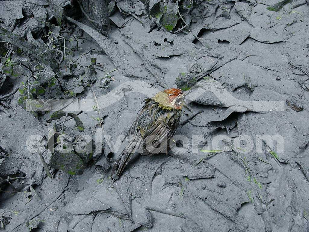 Un pequeño pájaro muerto con plumaje de color marrón y verde grisáceo yace sobre un suelo cubierto de ceniza volcánica gris y húmeda y desechos vegetales.