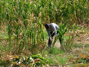 Cultivo-sequía-cosecha-agricultor