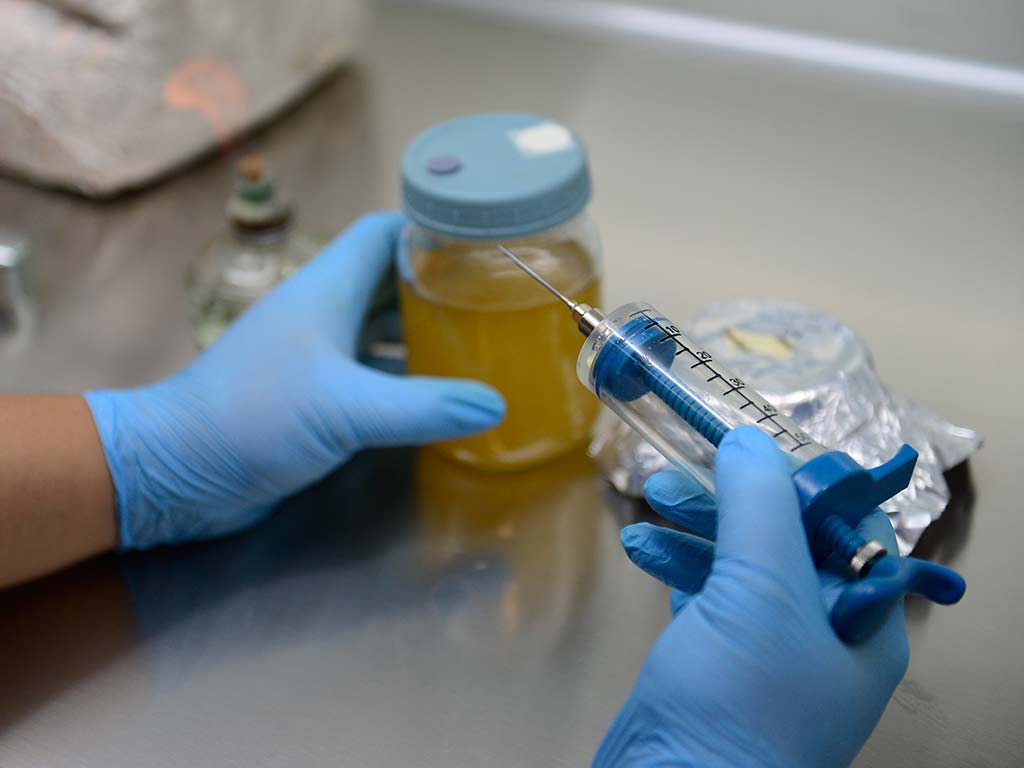 Inyección de cultivo líquido de micelio con jeringa estéril en laboratorio de Viveros Merliot.