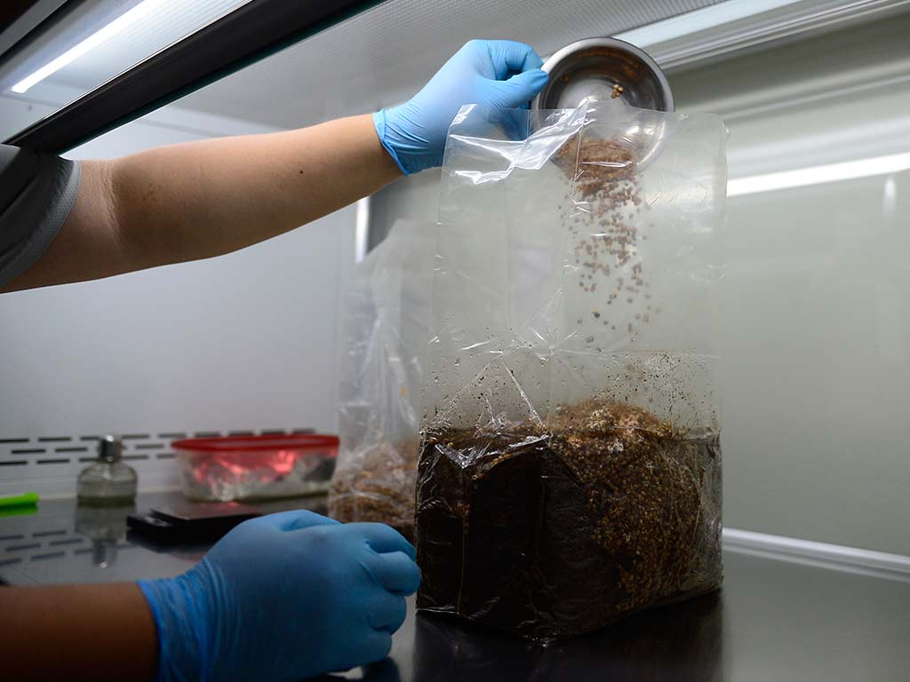 Técnico agregando semilla de hongo o grano miceliado en bolsa de sustrato estéril.