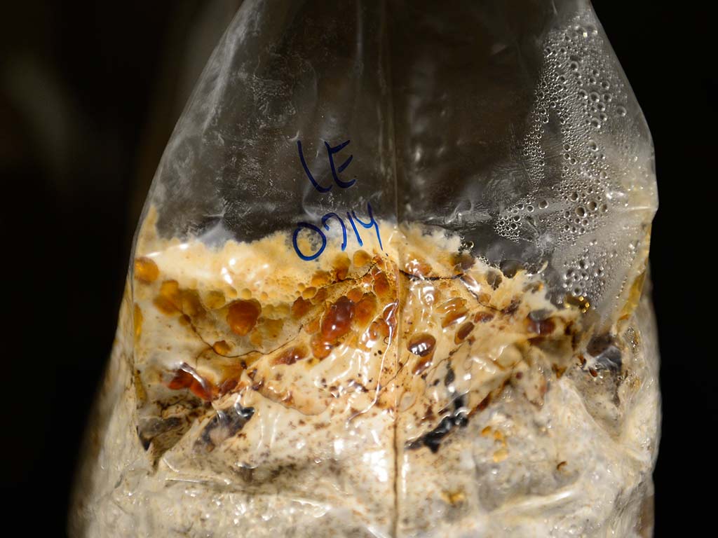 Detalle de bolsa de cultivo de hongo en fase avanzada de miceliación y colonización.