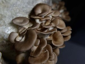 Crecimiento de racimo de hongo Ostra gris comestible en bolsa de cultivo.