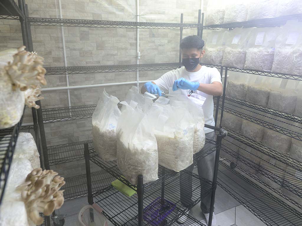 Técnico cortando bolsas de cultivo de hongos en sala de crecimiento refrigerada.