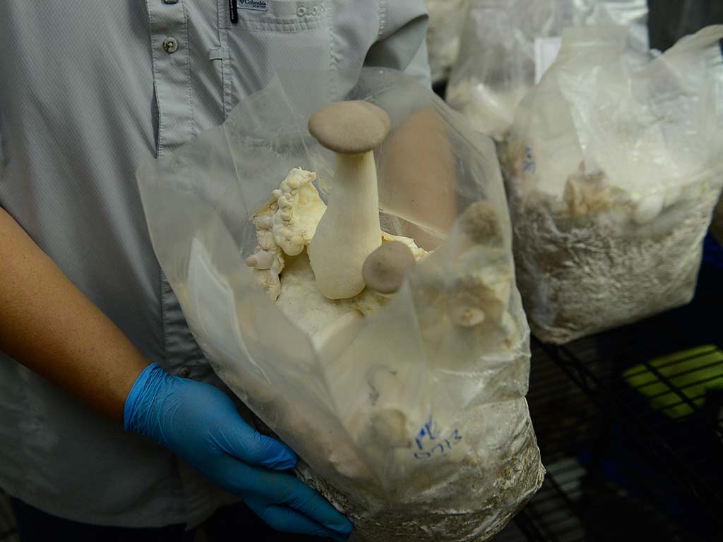 Muestra de hongo Rey Ostra grande producido en Viveros Merliot El Salvador.