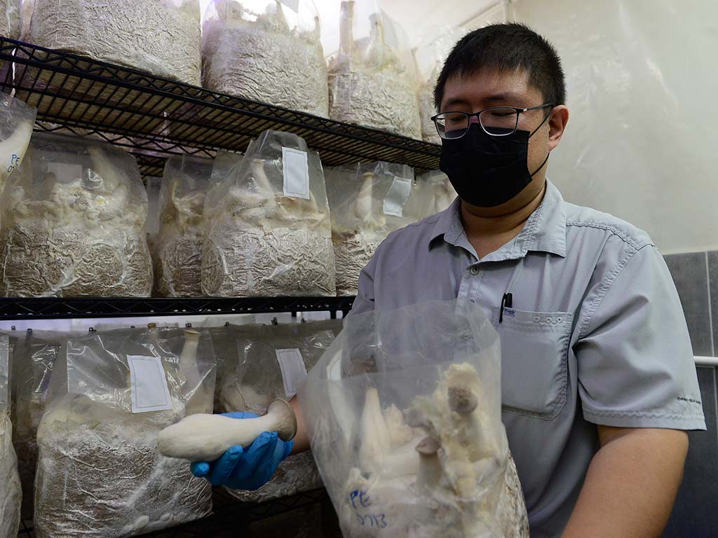 Otto Tang Chen de Viveros Merliot mostrando ejemplares de hongo Rey Ostra en bolsas de cultivo.