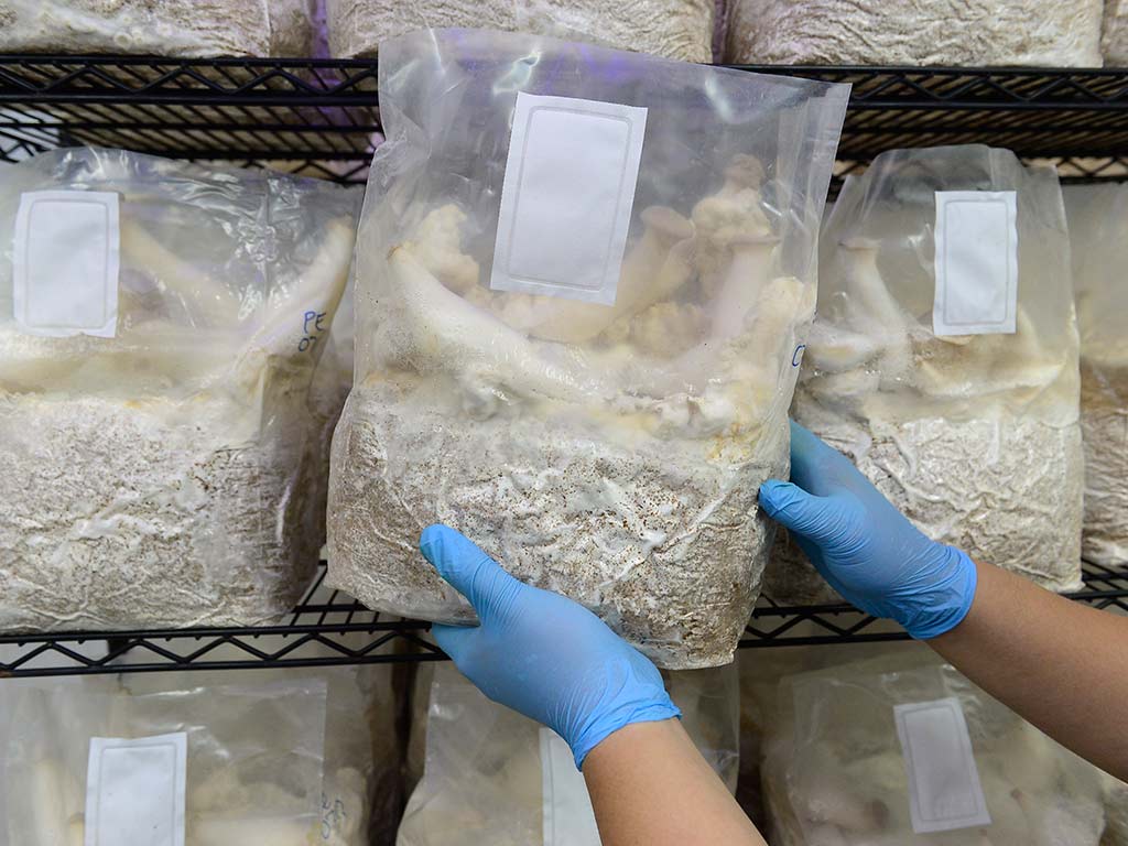 Inspección de bolsas de cultivo de hongo ostra miceliado en Viveros Merliot El Salvador.