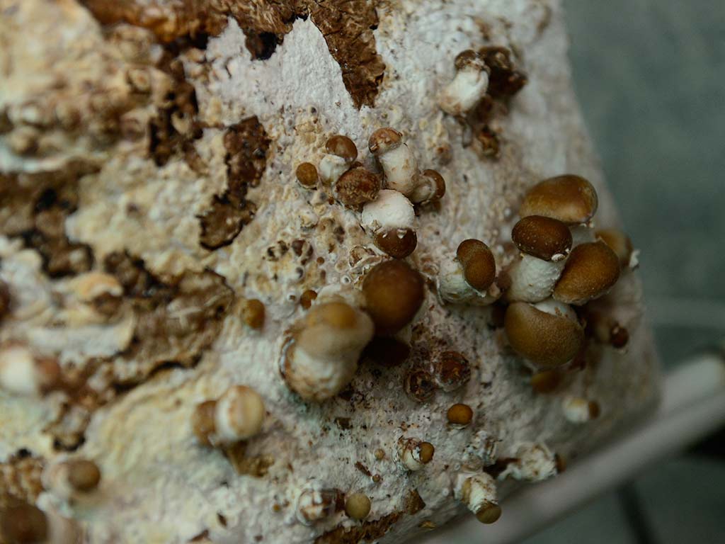 Primeros brotes de hongo Melena de Leon en bloque de sustrato orgánico en laboratorio.