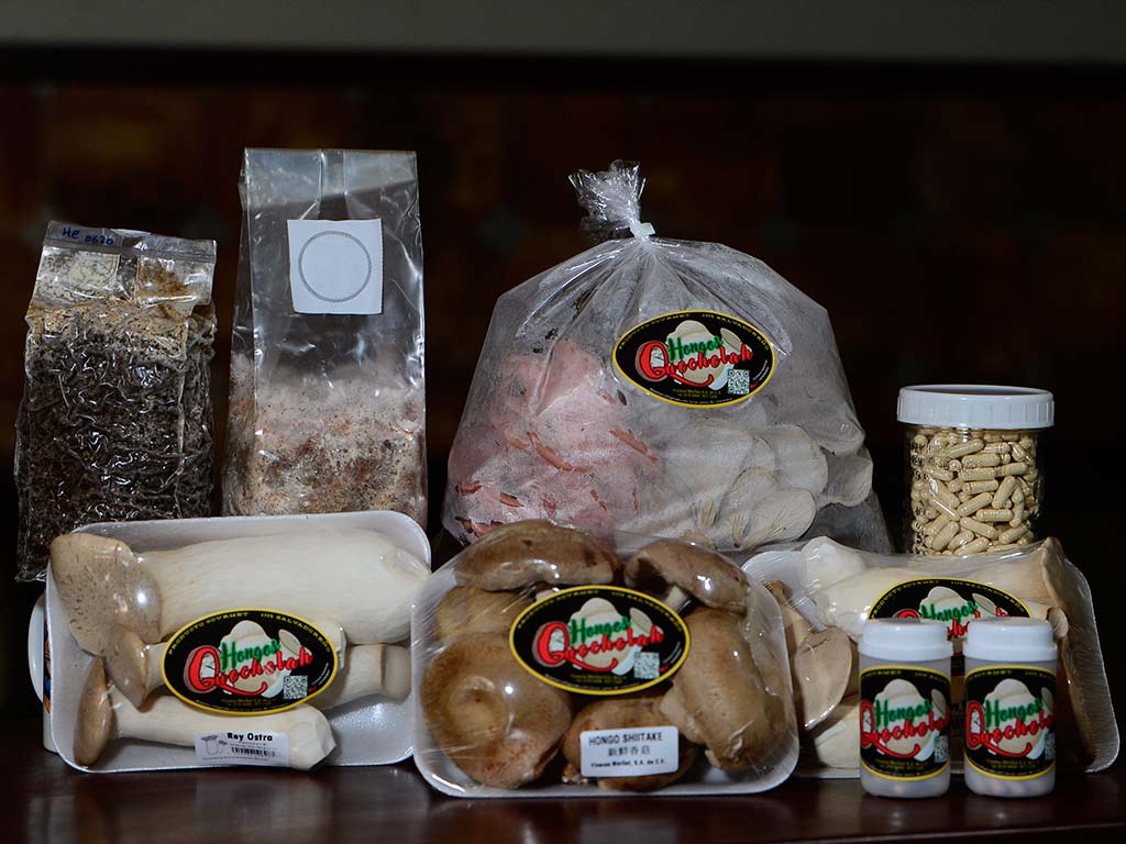 Variedad de hongos frescos empacados y cápsulas nutricionales de la marca Hongos Quechelah de Viveros Merliot.